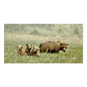 28x14 Glossy Poster of grizzly bear & cubs