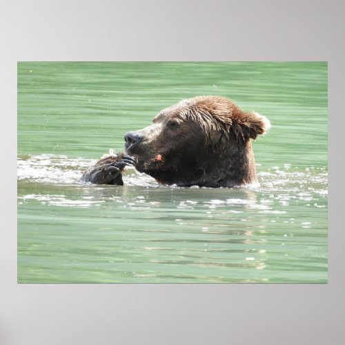 28x20  Poster Paper Matte w grizzly bear