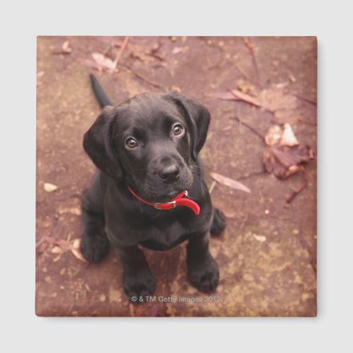 29 Week Old Black Lab Magnet