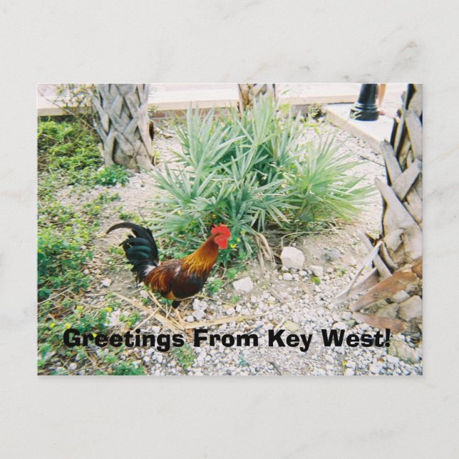 2-12-2007 (2)-07, Greetings From Key West! Postcard (Front)