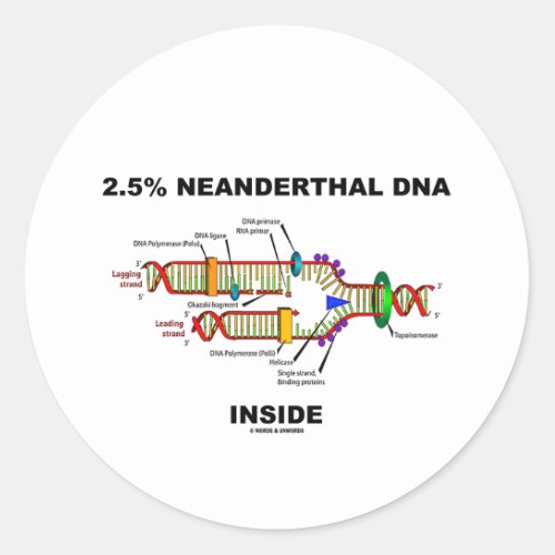 25 Neanderthal DNA Inside DNA Replication Classic Round Sticker