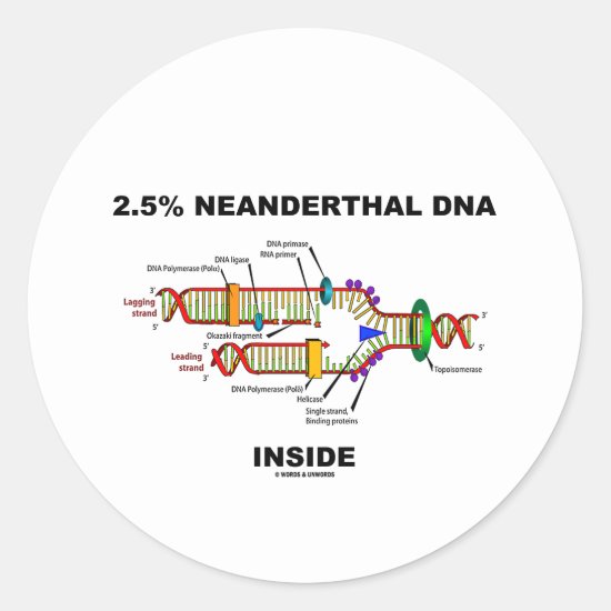 2.5% Neanderthal DNA Inside (DNA Replication) Classic Round Sticker
