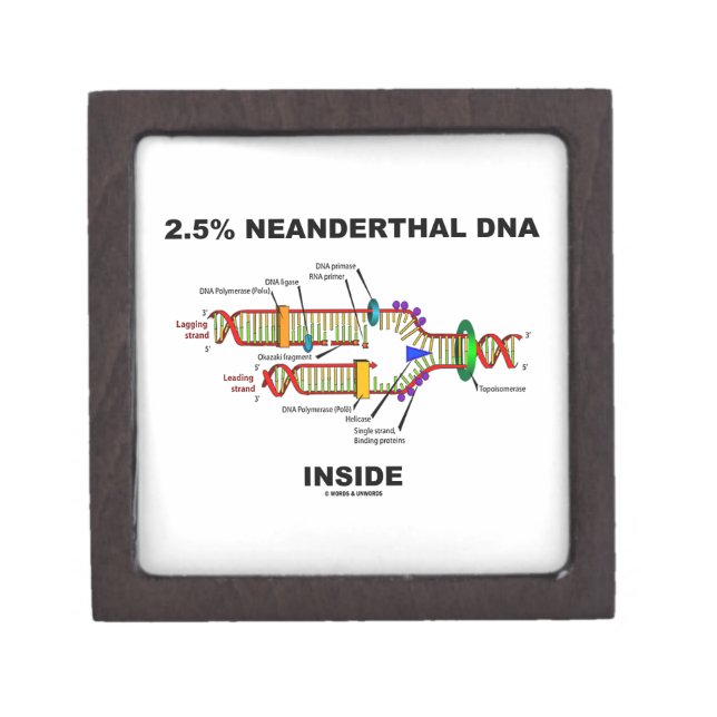 2.5% Neanderthal DNA Inside (DNA Replication) Jewelry Box (Front)