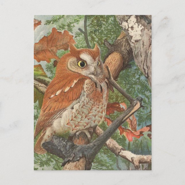 2 angry vintage owls in a tree postcard (Front)