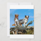 2 australian shepherds (Front)