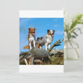 2 australian shepherds (Standing Front)