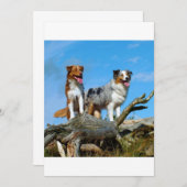 2 australian shepherds (Front/Back)