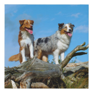 2 australian shepherds faux canvas print