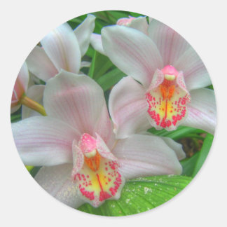 2 Beautiful Orchids Classic Round Sticker