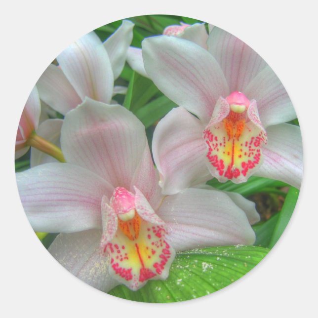 2 Beautiful Orchids Classic Round Sticker (Front)