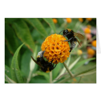 2 bee or not 2 bee cards