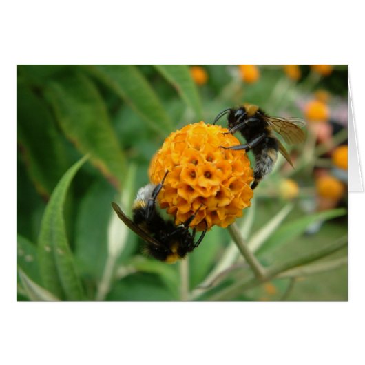 2 bee or not 2 bee cards (Front Horizontal)
