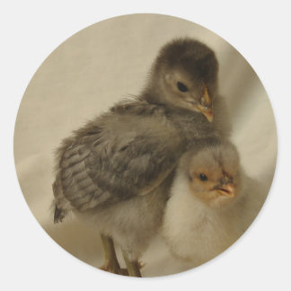2 Blue/Gray Chicks Classic Round Sticker