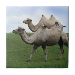 2 Camels Walking in a Field Wild Animals Art Photo Ceramic Tile