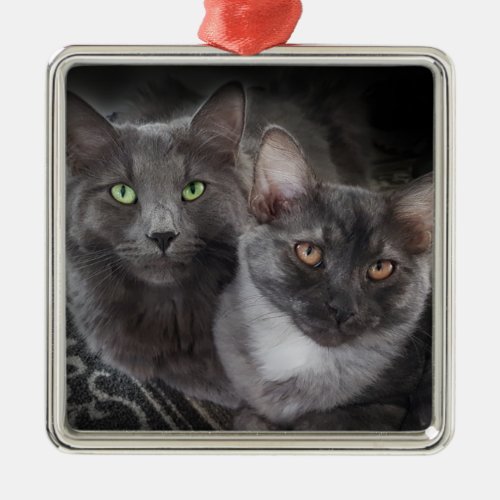 2 cats green eyes orange eyes gray cat black cat   metal ornament