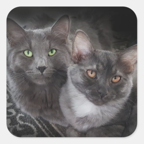 2 cats green eyes orange eyes gray cat black cat  square sticker