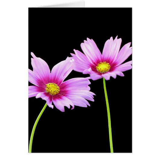 2 Cosmos Cards (Front)