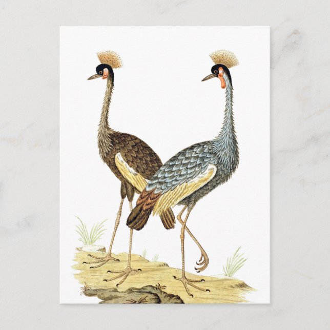 2 Crane Birds Vintage Art Postcard (Front)