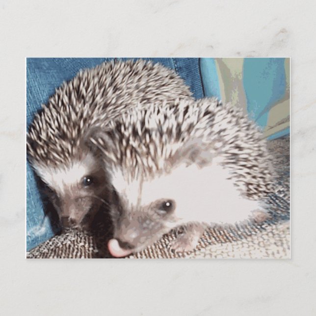 2 cute hedgehogs postcard (Front)
