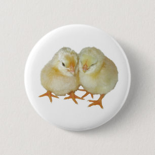 2 Cute Yellow Basque Chicks Pinback Button