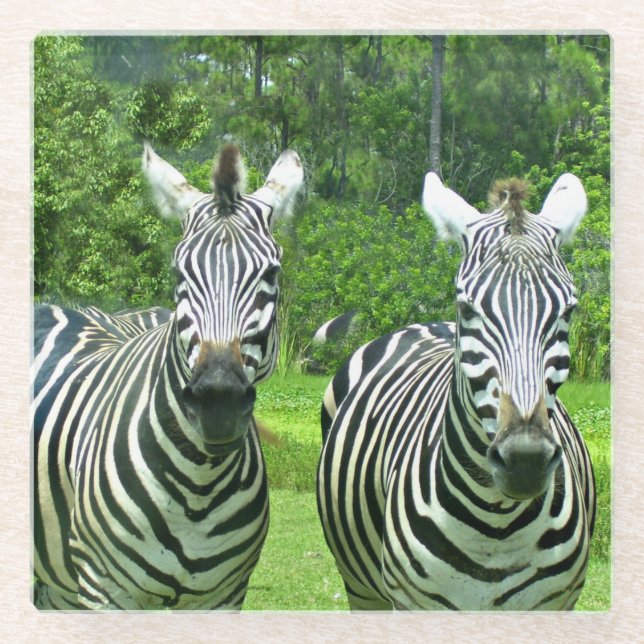 2 Cute Zebras Glass Coaster (Front)