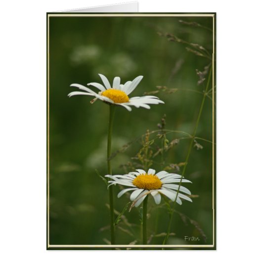2 daisies (Front)