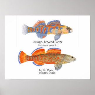 2 darters Poster