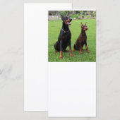 2 dobies (Front/Back)
