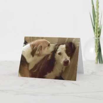 2 Dogs Cudling Card by PlaxtonDesigns at Zazzle
