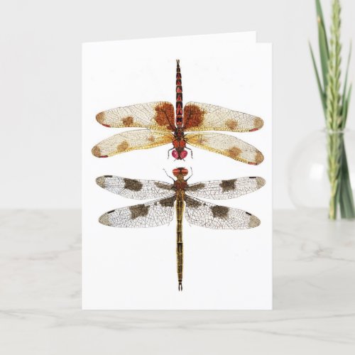 2 Dragonflies looking at each other Card