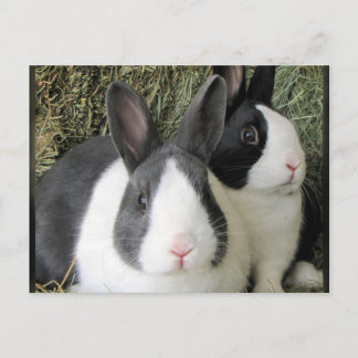2 dutch rabbits postcard