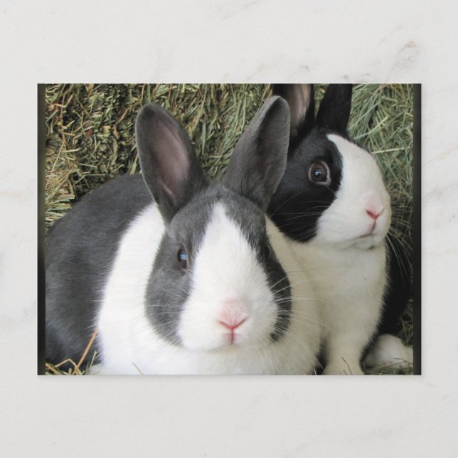 2 dutch rabbits postcard (Front)