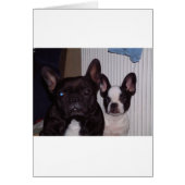 2 french bulldogs.png (Front)