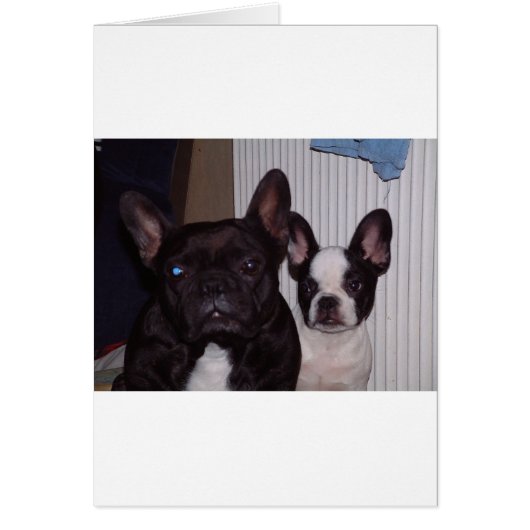 2 french bulldogs.png (Front)
