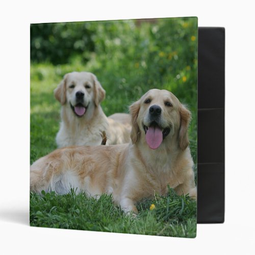 2 Golden Retrievers Laying in Grass 3 Ring Binder