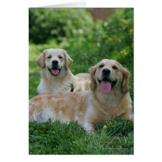 2 Golden Retrievers Laying in Grass Cards (Front)