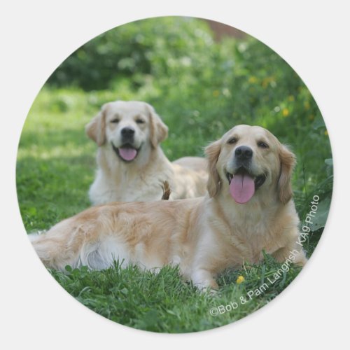 2 Golden Retrievers Laying in Grass Classic Round Sticker