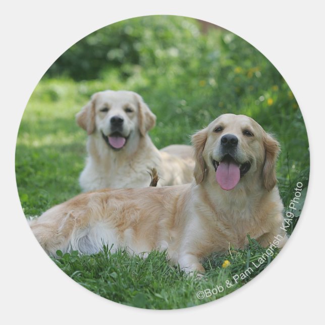 2 Golden Retrievers Laying in Grass Classic Round Sticker (Front)