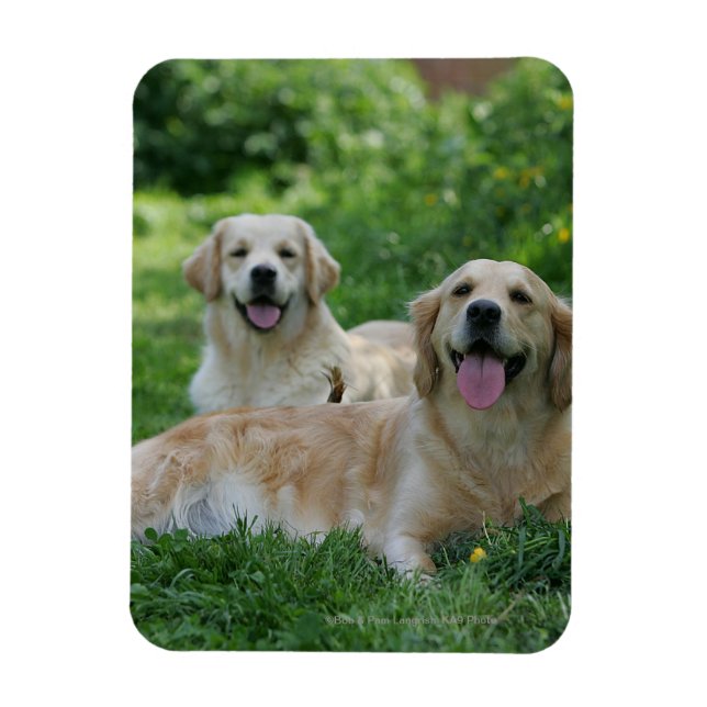 2 Golden Retrievers Laying in Grass Magnet (Vertical)