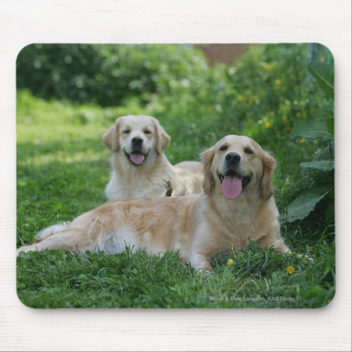2 Golden Retrievers Laying in Grass Mouse Pad