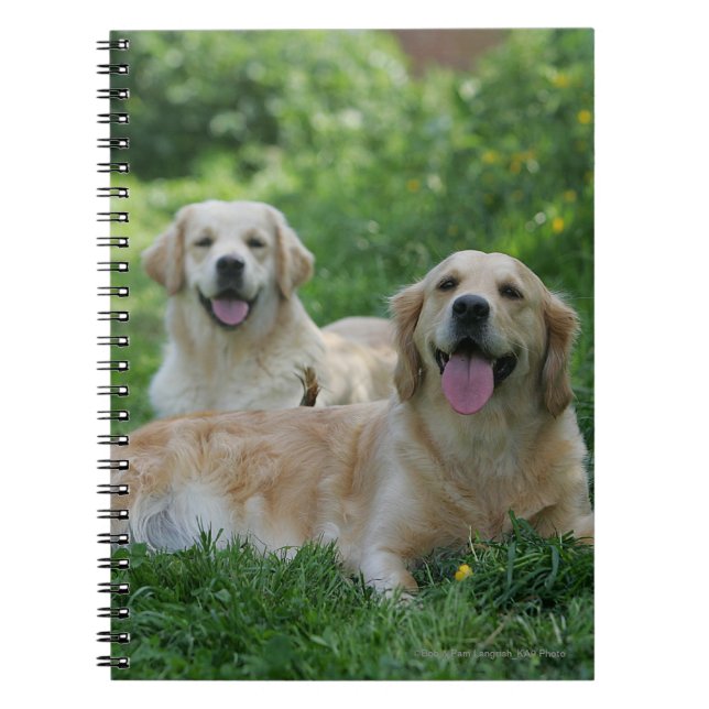 2 Golden Retrievers Laying in Grass Notebook (Front)
