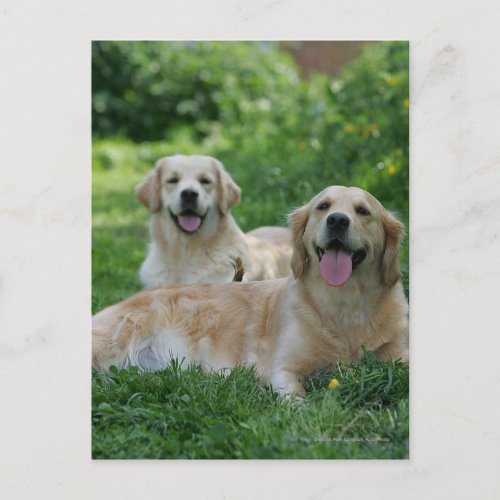 2 Golden Retrievers Laying in Grass Postcard