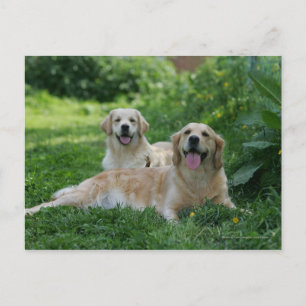 2 Golden Retrievers Laying in Grass Postcard