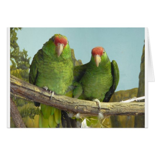 2 green parrots cards (Front Horizontal)