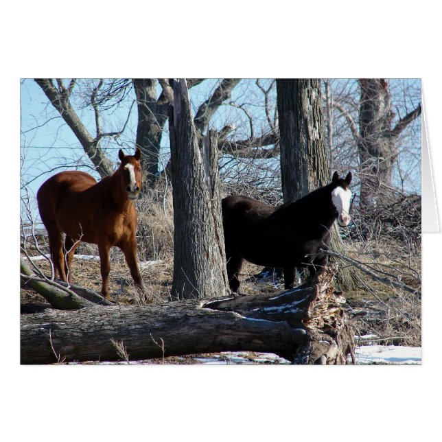 2 Horses Cards (Front Horizontal)