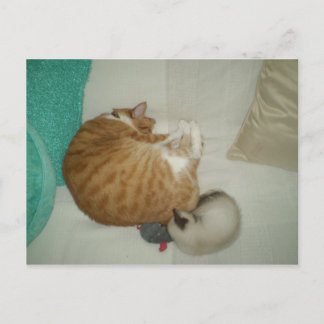 2 Kitties and a Mouse Postcard
