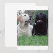 2 labs.png (Front/Back)
