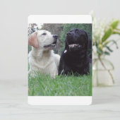 2 labs.png (Standing Front)