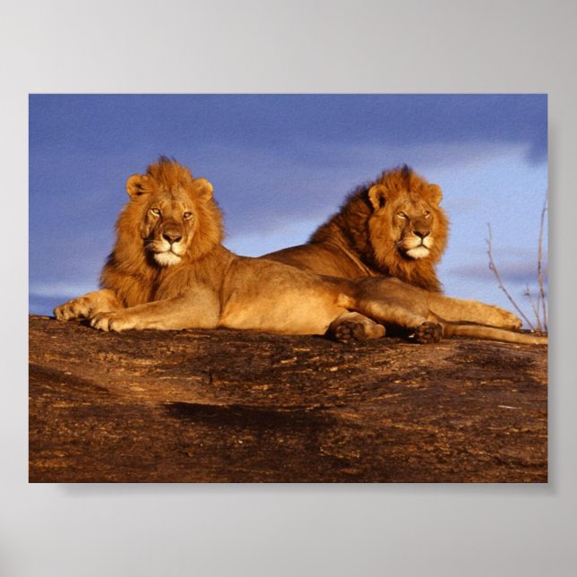 2 Lounging Lions Poster (Front)