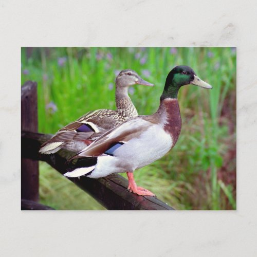 2 Mallards On a Fence Postcard